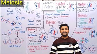 Meiosis Process and stages of Meiosis  meiosis class 12 by irtisams biology [upl. by Noruq776]