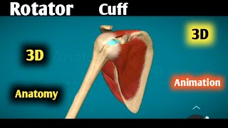 rotator cuff anatomy 3d  rotator cuff muscles  rotator cuff muscles actions animation [upl. by Eneri]