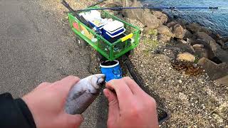 Portland Fishing Nearly Spooled TWICE 39kmhr Winds Fishing Off Portland Vic Breakwall [upl. by Paynter152]