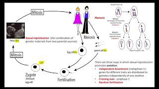 Dihybrid inheritance OCR A ALevel Biology 612 Patterns of inheritance [upl. by Yssim]