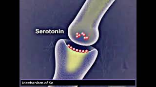 Mechanism of Action of Selective Serotonin Reuptake Inhibitors SSRIs । Antidepressants [upl. by Barbur]