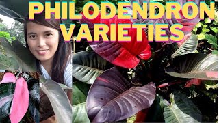 Philodendron Varieties with Names [upl. by Roselani]