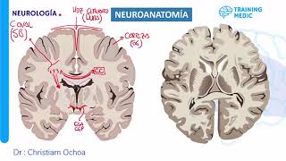 Repaso de Neurología [upl. by Brest935]