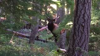 Monster Roosevelt bull elk at 12 yards OREGON ARCHERY HUNTING [upl. by Siskind]