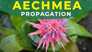 AECHMEA FASCIATA PROPAGATION  Roots formation care conditions [upl. by Atteram]