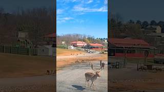 Driving through VA Safari Park  streetview819  streetview  wildlife  animals  selfdriving [upl. by Voletta]