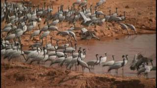 Siberian crane [upl. by Ahsil965]