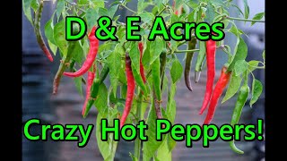 Cariboo Chronicles Episode 50  DampE Acres Crazy Hot Peppers [upl. by Ojyram556]