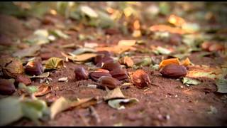 Our Jojoba Farm [upl. by Blight68]