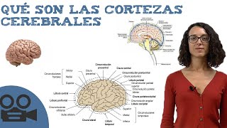 Cortezas cerebrales  Funciones IDEAL para estudiar [upl. by Lirbaj]