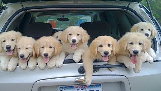 Golden Retriever Puppies That Will Make You Laugh Countless Times [upl. by Ianthe]