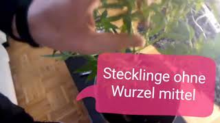 Stecklinge ohne Wurzel mittel [upl. by Ainavi671]