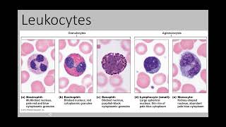 Blood Part 5 Leukocytes and Immune [upl. by Annodahs]