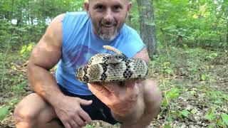 Timber rattlesnake [upl. by Moriarty730]