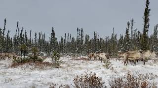 Caribous passing by [upl. by Netsriik465]