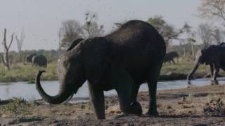 Slow motion clip of an African elephant Loxodonta africana mud bathing at a waterhole Botswana [upl. by Leno303]