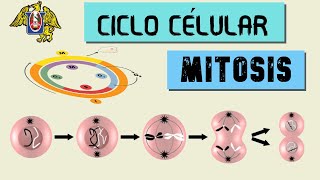 MITOSIS  CICLO CÉLULAR  BIOLOGÍA  CEPUNT [upl. by Cockburn]