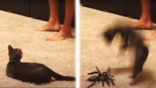 You’ve Got To Be KITTEN Me 😹 Funny Cat Videos  AFV [upl. by Mayworm249]