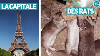 LA CAPITALE DES RATS France  LEffet Papillon [upl. by Kapor307]