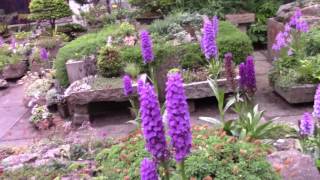 Bulb Log Video Diary Supplement  Dactylorhiza and Meconopsis [upl. by Anirec]