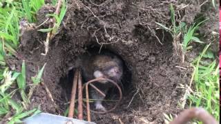 Cinch Traps Gopher Trap  Gopher Still Alive HD [upl. by Scibert556]