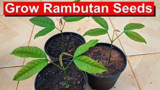 Grow Rambutan from Seed FUN and Easy English [upl. by Holleran]