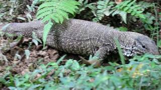 Clouded Monitor  Varanus bengalensis nebulosus [upl. by Caplan]