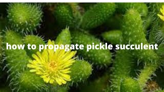 How to propagate pickle succulent  how to grow pickle plant pickleplant delospermaechinatum [upl. by Eilrac358]