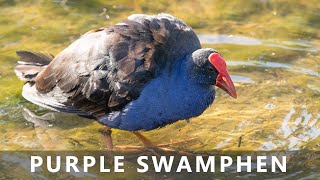 Australasian Purple Swamphen eating and taking a bath [upl. by Sidnee]