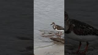 Ruddy Turnstone  A Small Wading Bird by the Sea [upl. by Levan]