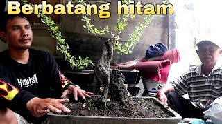 Salah Satu Pohon Bonsai Berbatang Hitam Karakter Tua [upl. by Sletten324]