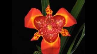 Tigridia pavonia 1080p esp [upl. by Quentin]