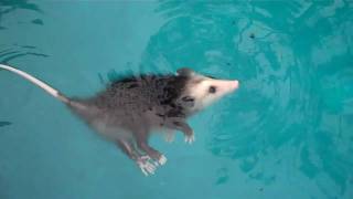 Baby opossum swimming playing dead amp More [upl. by Notwen]