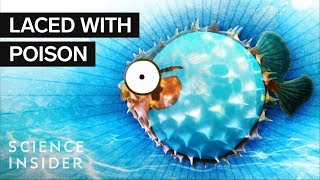 What’s Inside A Puffer Fish [upl. by Anuala]