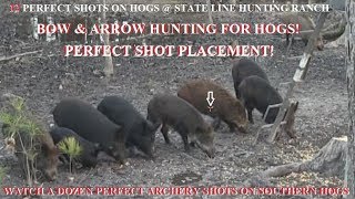 12 Hog Compilation bow arrow perfect shot compilation perfect shot placement [upl. by Hanna]