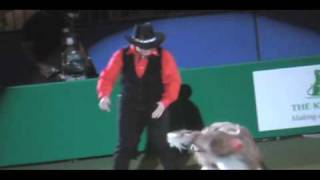 Crufts Celebrity Come Dog Dancing [upl. by Niwre]