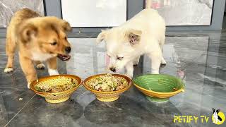 Funny Puppies Food Review 2024 🐶🍲 Petify TV Dogs Series 22 🐶 Puppies Eating Homemade Healthy Food [upl. by Ness]