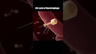 Life cycle of bacteriophage experiment biology sceinceproject projects science shorts short [upl. by Cleres]