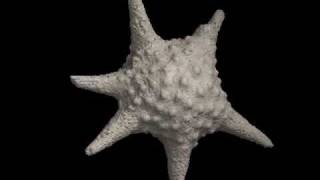 CT scan fossil Benthic foraminifera  底生有孔虫 [upl. by Boigie]