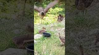 beautiful peahen 🦚baby birds birdlovers [upl. by Okier314]