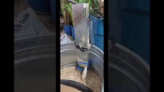 feeder rodent breeding setup update [upl. by Wolfie]