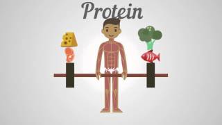 Biology  Proteins Carbohydrates amp Fats [upl. by Ursuline]