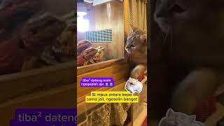 Oyennya jail animal funny cat komedikucing kucinglucu shorts zevaxavier [upl. by Herring]