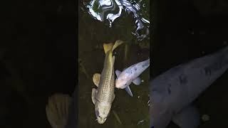 Majestic Koi Carp The Peaceful Dance of Plantasia Tropical Zoos Watering Hole 🌊🐟 [upl. by Ahsoj]