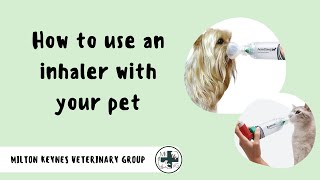 How to Use an Inhaler with your Pet  Milton Keynes Veterinary Group [upl. by Inaja714]