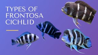 Different types of Frontosa Cichlid  Finding fishes [upl. by Notna162]