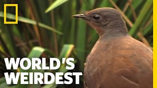 Bird Mimics Chainsaw Car Alarm and More  Worlds Weirdest [upl. by Kirtley]