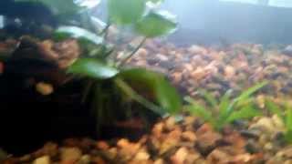 planted 55g aquarium first updatelike amp Subscribe [upl. by Anived]