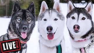 Husky Hangout LIVE 🔴 LIVE Q amp A With our Siberian Huskies [upl. by Waverly]