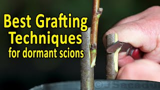 BEST Grafting Techniques using DORMANT SCIONS  Grafting Fruit Trees [upl. by Acihsay]